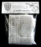 25 Piece Fossil Set - Standard